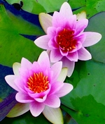 Pond Plants Pond Plants
